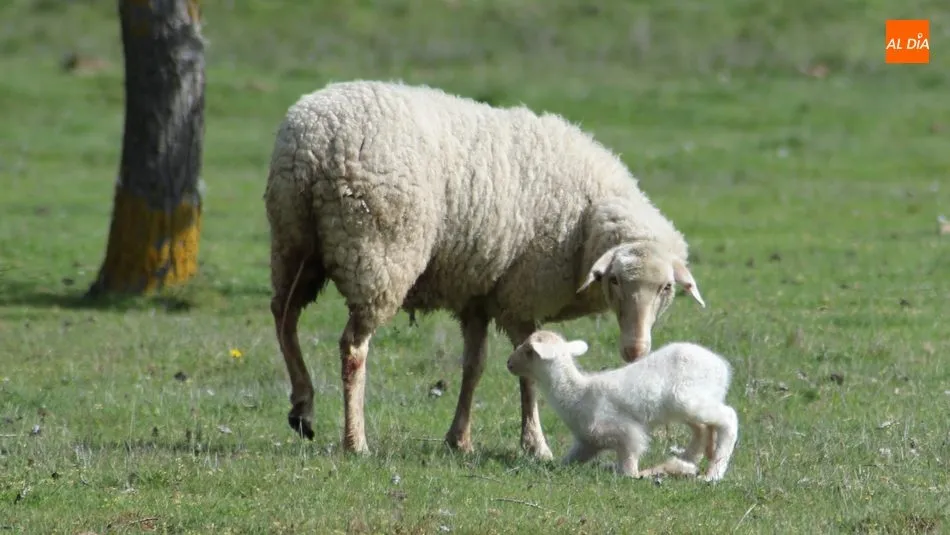 Los lechazos volvieron a cotizar al alza después de la Semana Santa / CORRAL