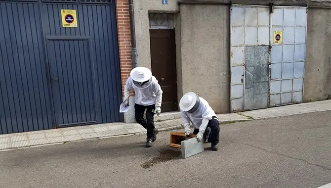 Los Bomberos de Peñaranda retiran un enjambre originado en el asfalto de la calle La Cruz