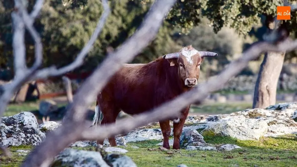 El ganado de Valrubio siempre es garantía de éxito / PABLO ANGULAR
