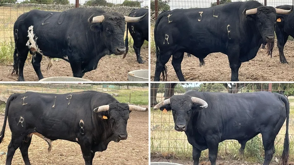 Bien presentados los novillos de Espioja para el concurso de recortes de Vitigudino  