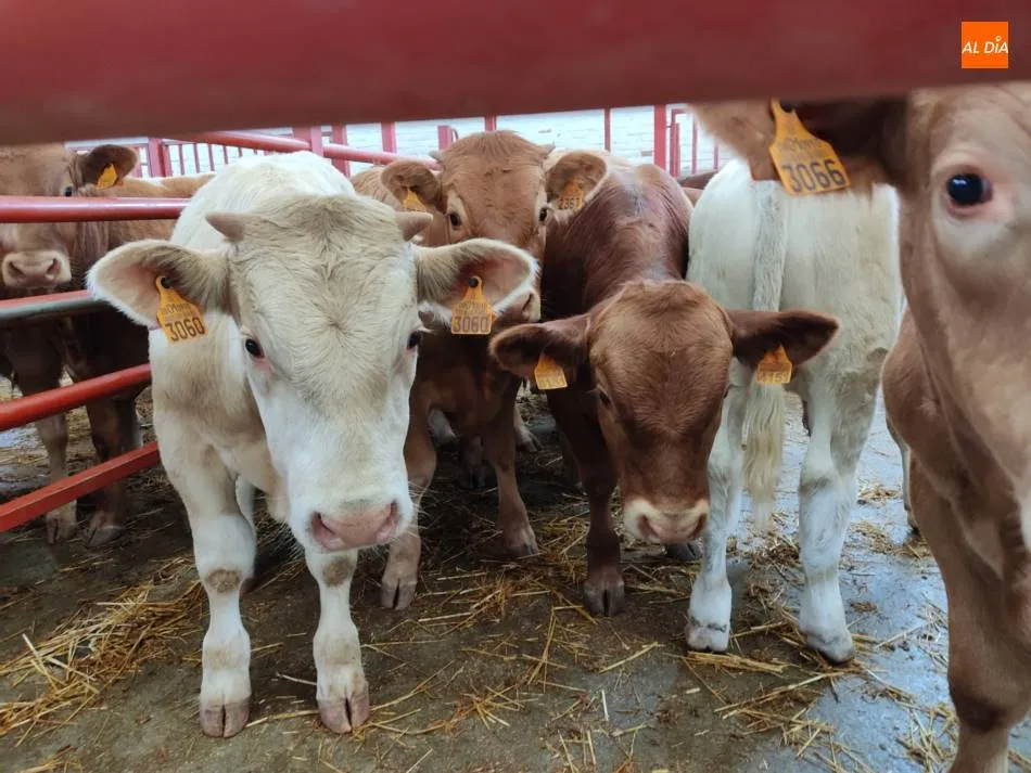 Ahora se produce más en cantidad que en calidad  