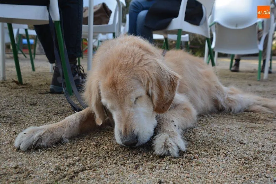 Nueva edición del ‘Taller de rechazo de comida’ para evitar que el animal ingiera comida en la ...
