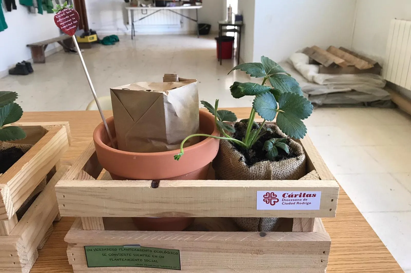 Foto 2 - C&aacute;ritas entrega un kit de cultivo a cada colegio con motivo del D&iacute;a Mundial del Medio Ambiente  
