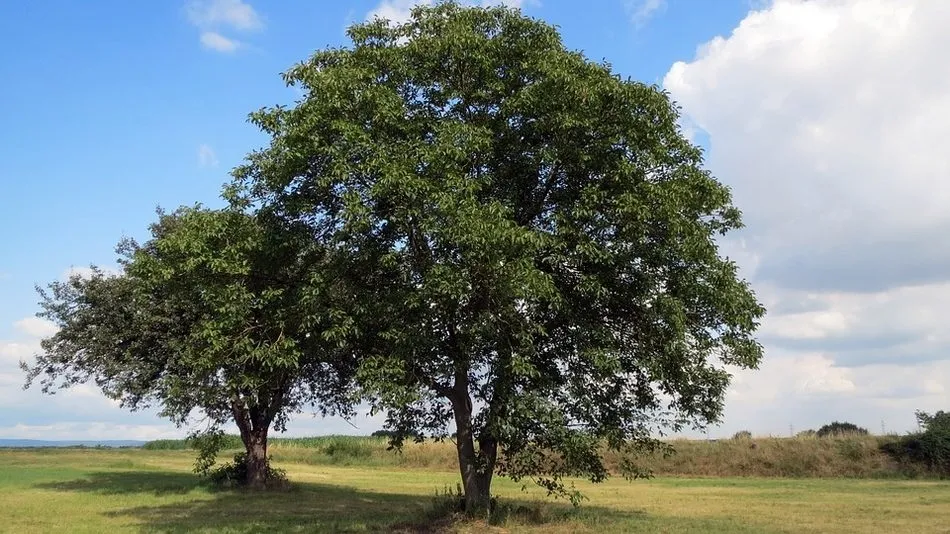 El nogal es una de las especies elegidas para su plantación en los municipios