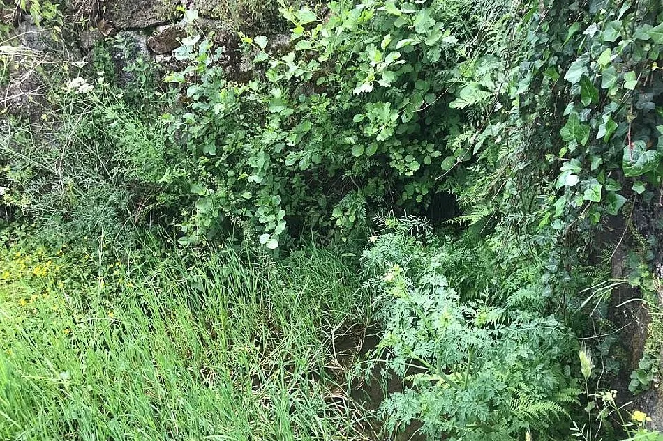 Foto 5 - El Bosque de B&eacute;jar, un jard&iacute;n sin jardineros