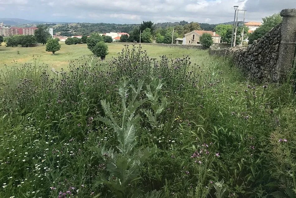 Foto 2 - El Bosque de B&eacute;jar, un jard&iacute;n sin jardineros