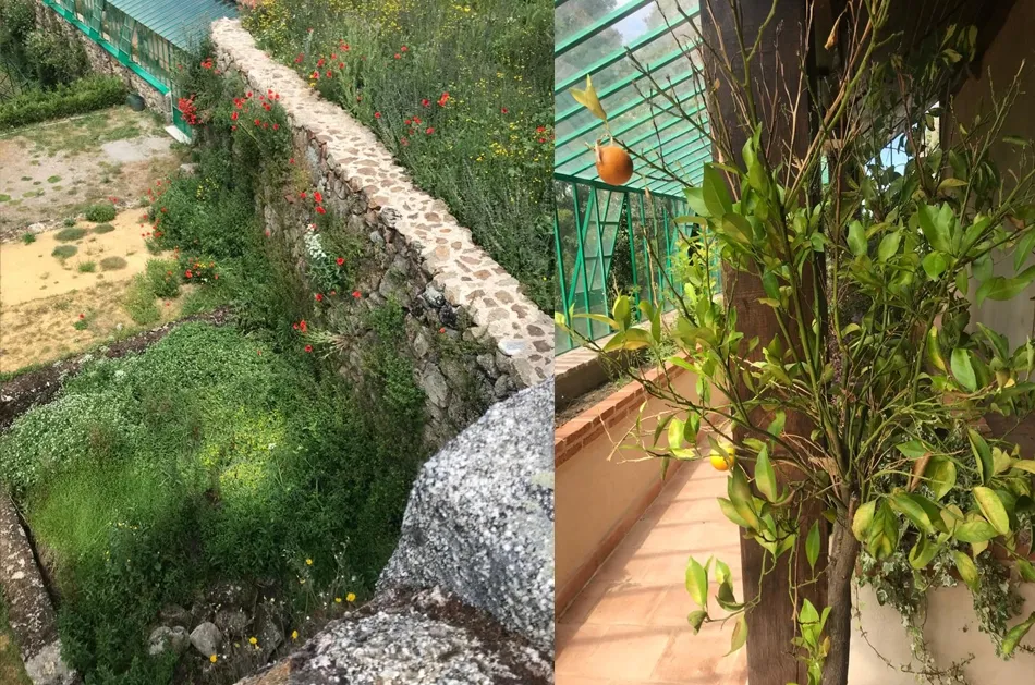 Foto 8 - El Bosque de B&eacute;jar, un jard&iacute;n sin jardineros