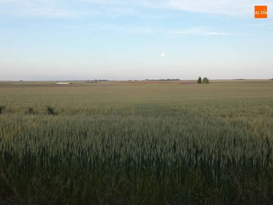 Imagenes tomadas a finales de mayo en la zona de la Armuña. | Jorge Holguera
