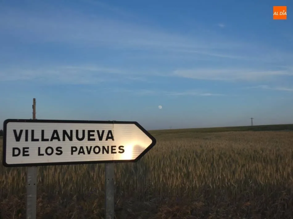 Foto 3 - Los agricultores esperan que los cereales granen lentamente