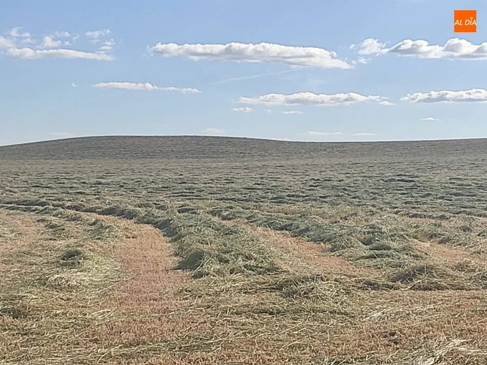Foto 2 - Los agricultores esperan que los cereales granen lentamente