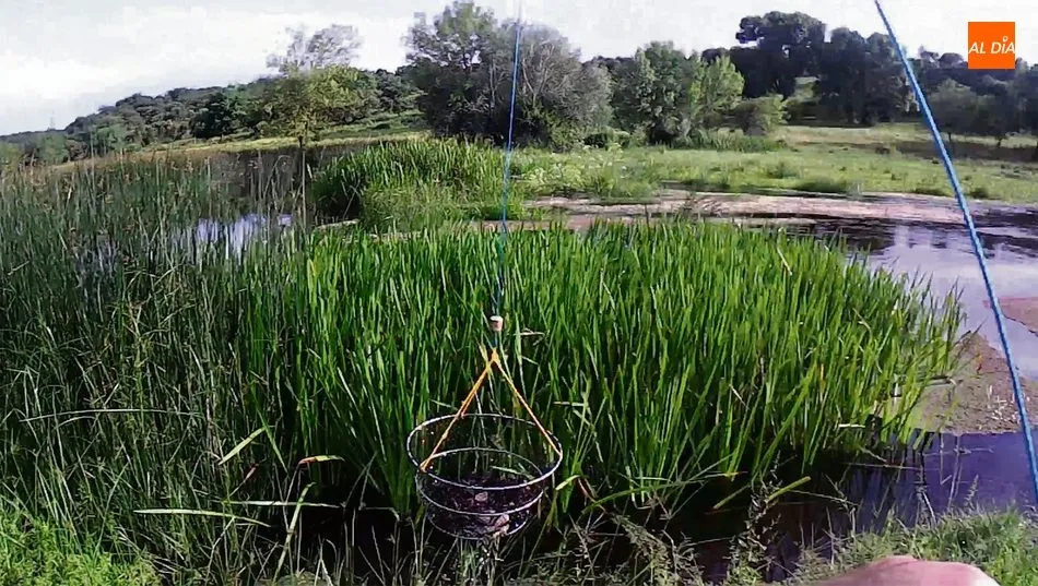 Para la colocación y extracción del retel nos ayudaremos de un palo o mástil de aluminio acabado en V