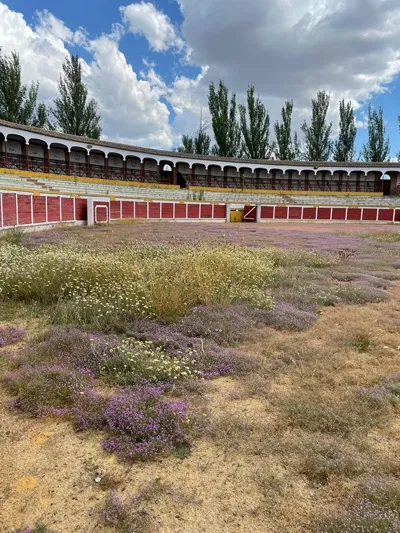 Foto 10 - La grave realidad de &ldquo;abandono&rdquo; en la que se encuentra hoy la hist&oacute;rica Plaza de toros de...