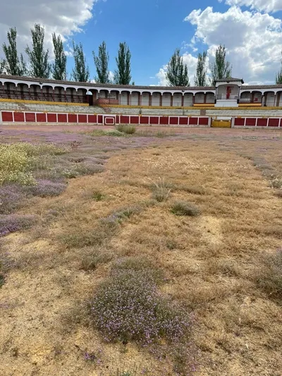 Foto 7 - La grave realidad de &ldquo;abandono&rdquo; en la que se encuentra hoy la hist&oacute;rica Plaza de toros de...