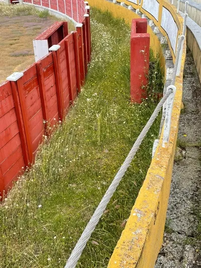 Foto 5 - La grave realidad de &ldquo;abandono&rdquo; en la que se encuentra hoy la hist&oacute;rica Plaza de toros de...