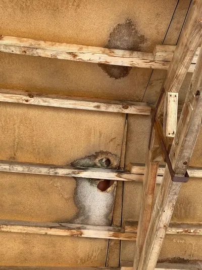 Foto 3 - La grave realidad de &ldquo;abandono&rdquo; en la que se encuentra hoy la hist&oacute;rica Plaza de toros de...