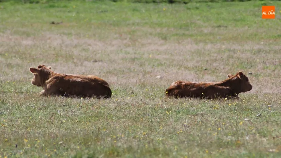 Estabilidad en el vacuno para vida en el mercado de ganado de este 7 de junio / CORRAL