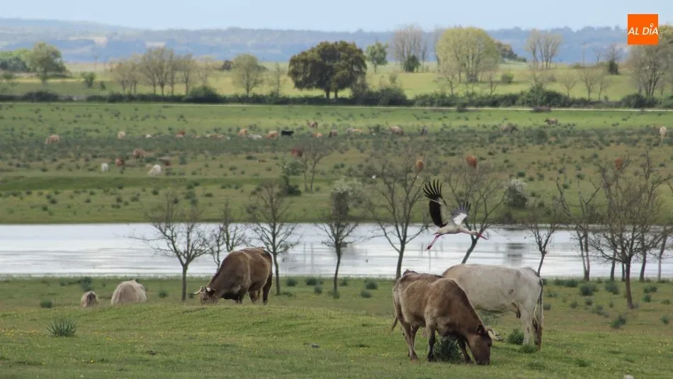 El vacuno de vida continúa en la senda de la estabilidad / CORRAL