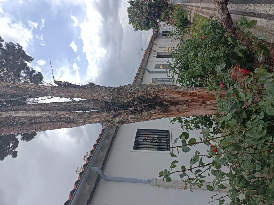 Foto 2 - Parte de un &aacute;rbol cae sobre la calle en el barrio La Vega por el fuerte viento&nbsp;