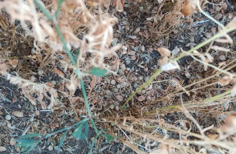 El daño en cultivos por las tormentas se extiende por varias localidades