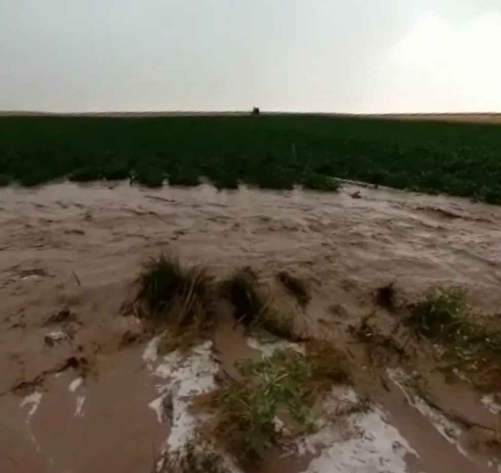 Foto 2 - Las granizadas causan da&ntilde;os en cultivos de Palaciosrubios y La Armu&ntilde;a