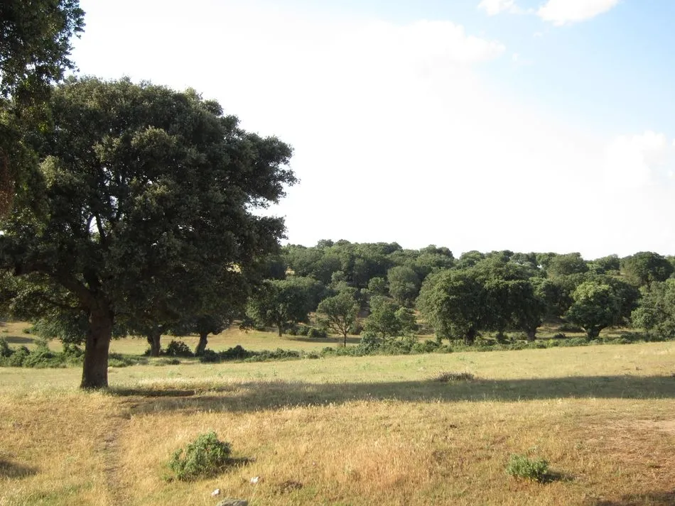 Historias de la dehesa: La Maza de Alba