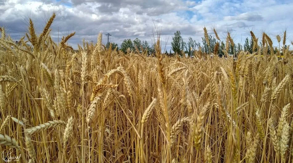 Campo de cereales en Carbajosa de la Sagrada. Foto de Manuel Lamas