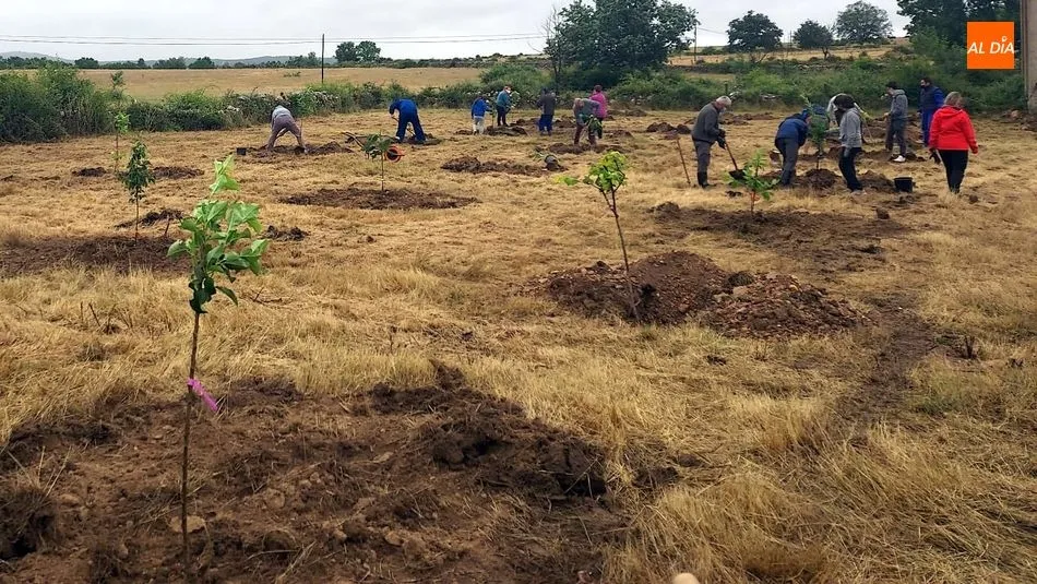 Foto 11 - Vecinos de todas las edades participan en la plantaci&oacute;n de &aacute;rboles en Ba&ntilde;ob&aacute;rez&nbsp;