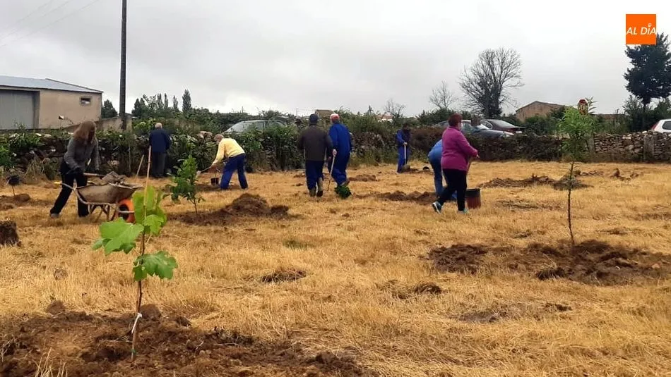 Foto 6 - Vecinos de todas las edades participan en la plantaci&oacute;n de &aacute;rboles en Ba&ntilde;ob&aacute;rez&nbsp;