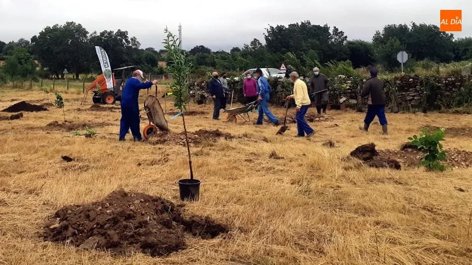 Foto 8 - Vecinos de todas las edades participan en la plantaci&oacute;n de &aacute;rboles en Ba&ntilde;ob&aacute;rez&nbsp;