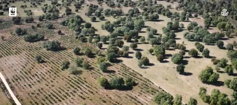 Correos y WWF restauran seis hectáreas de dehesa en Campanarios de Azaba  
