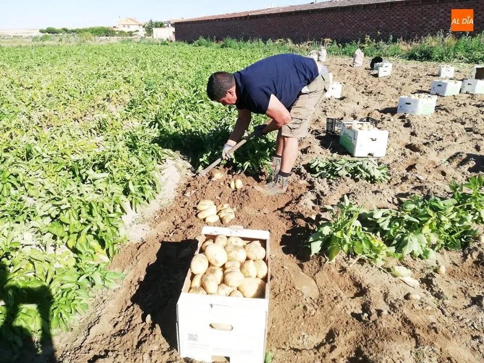 Cosechan las primeras patatas de la provincia en Cantalpino