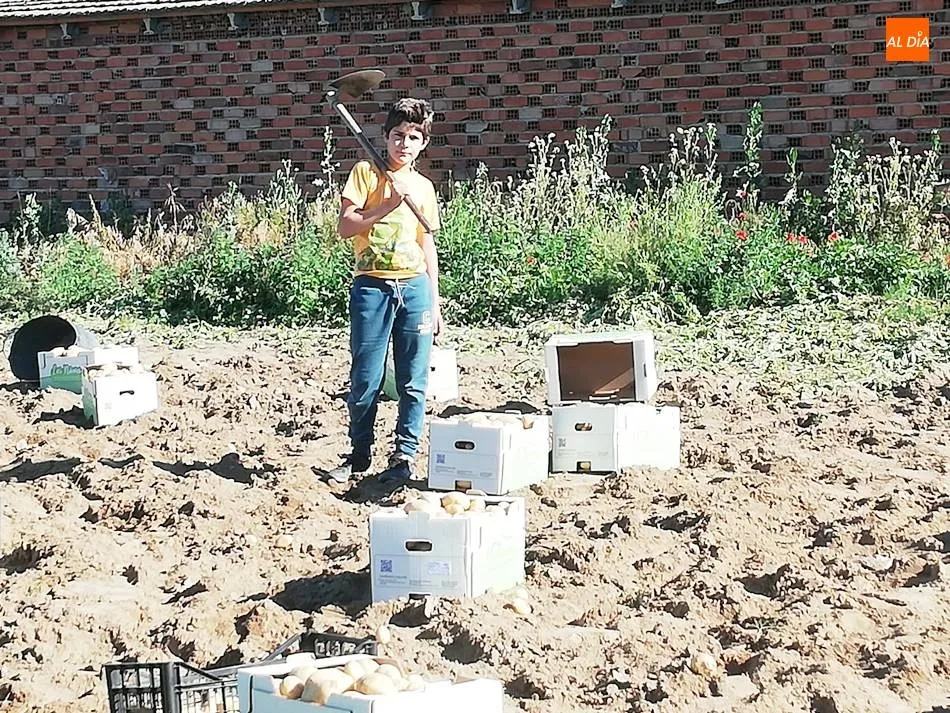 Foto 10 - Cosechan las primeras patatas de la provincia en Cantalpino