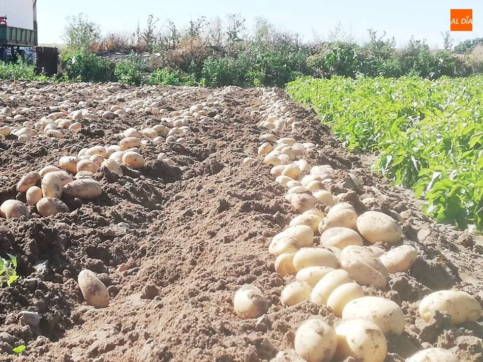 Foto 8 - Cosechan las primeras patatas de la provincia en Cantalpino
