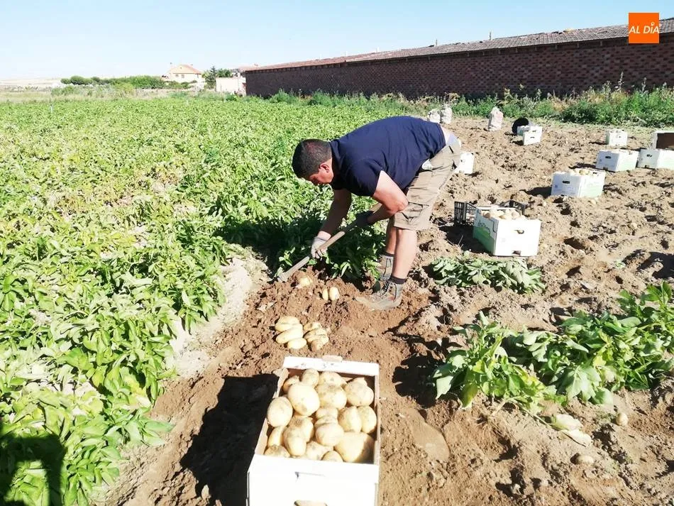Foto 7 - Cosechan las primeras patatas de la provincia en Cantalpino