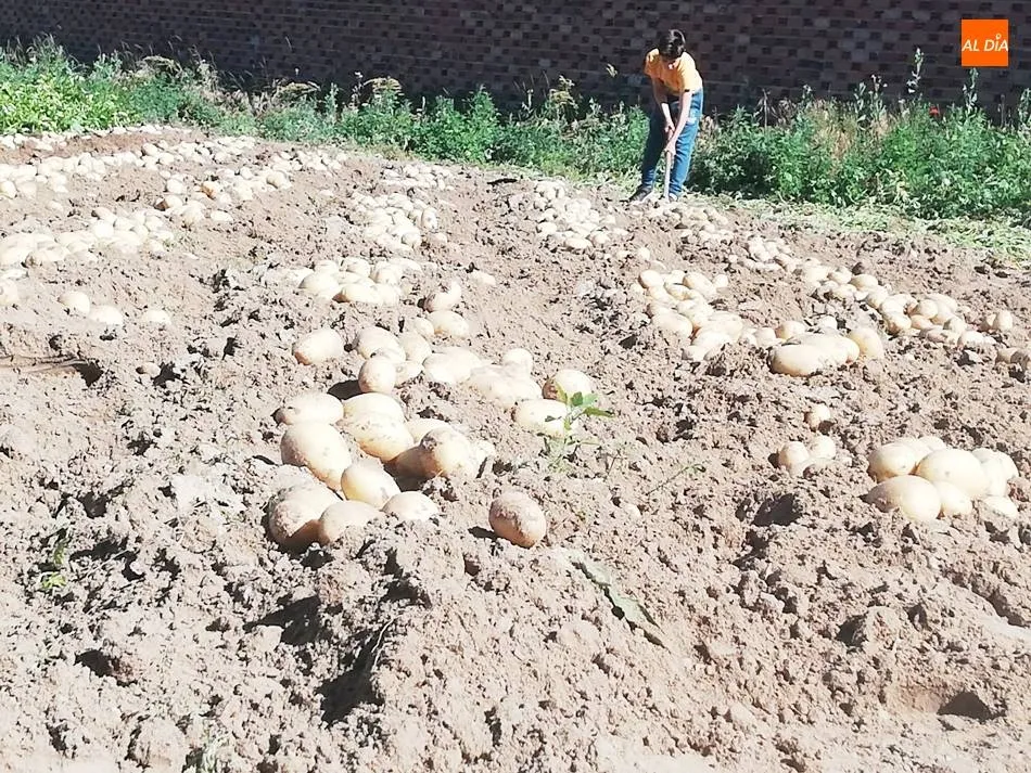 Foto 6 - Cosechan las primeras patatas de la provincia en Cantalpino