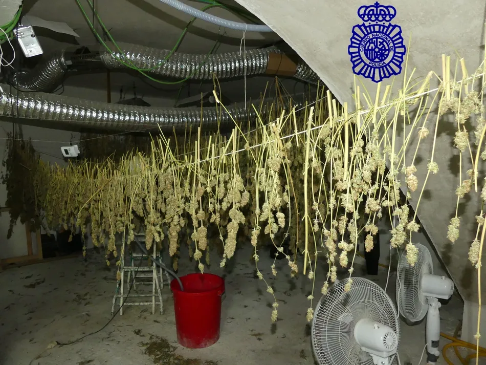 Foto 3 - Dos detenidos cuando sal&iacute;an del local en el que ten&iacute;an una plantaci&oacute;n &lsquo;indoor&rsquo; de marihuana&nbsp;