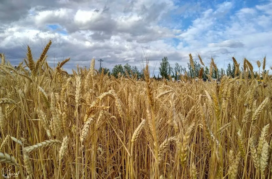 Existencia emergente