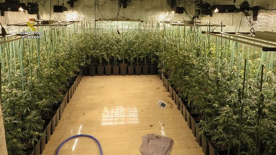 Foto 4 - Detenidas seis personas por cultivar marihuana en falsos remolques frigor&iacute;ficos en pueblos de...