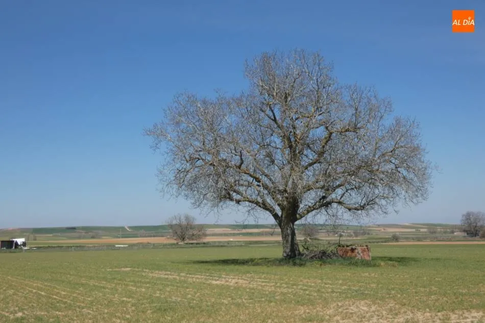 Nogal en Cantalpino. | Jorge Holguera