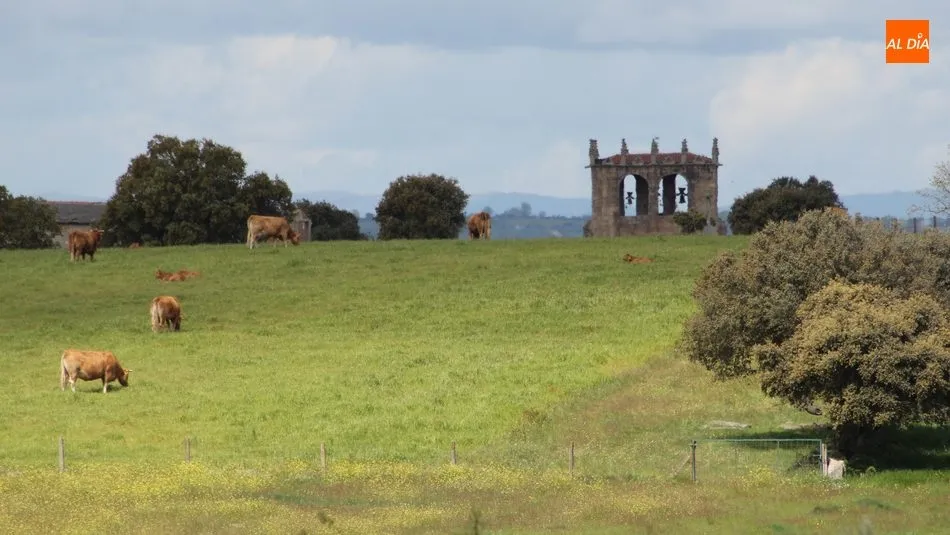El vacuno muestra sus precios estables una semana más / CORRAL