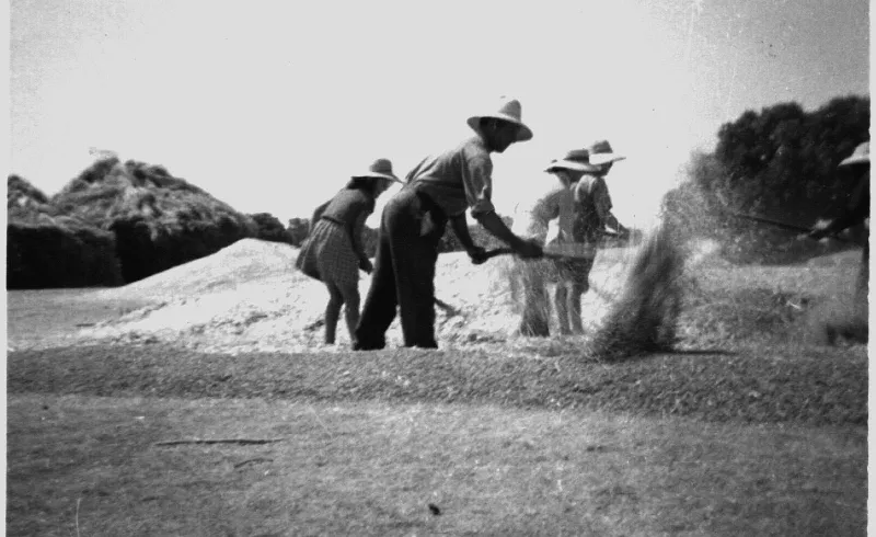 Foto 4 - Las duras tareas del campo a mediados del XX en Bogajo