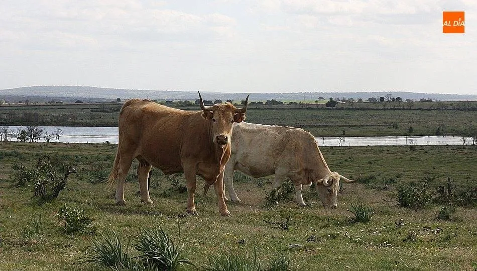 Vacuno de carne en extensivo en Vitigudino, nada que ver con las macrogranjas norteamericanas / CORRAL