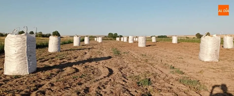 Empiezan a salir grandes cantidades de patatas de Cantalpino  