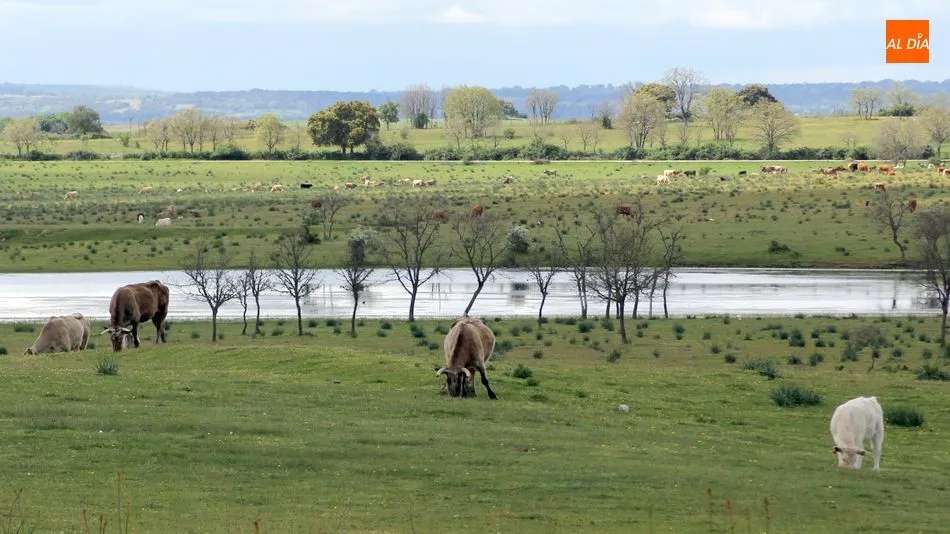 Vacuno de carne en extensivo en la dehesa de Vitigudino  / CORRAL