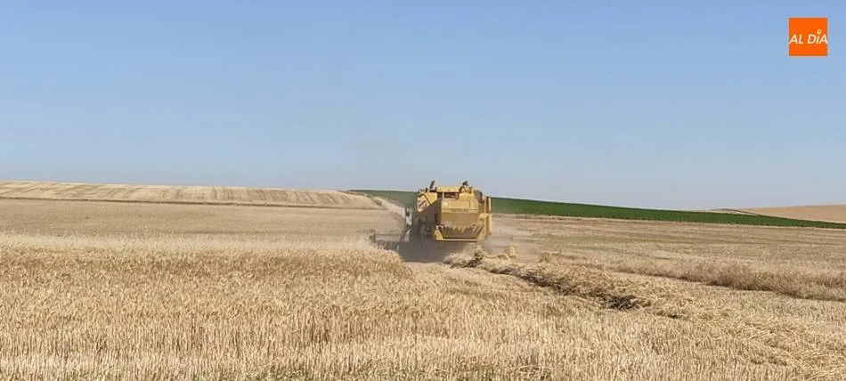 Cosechadora segando cereal. | Jorge Holguera