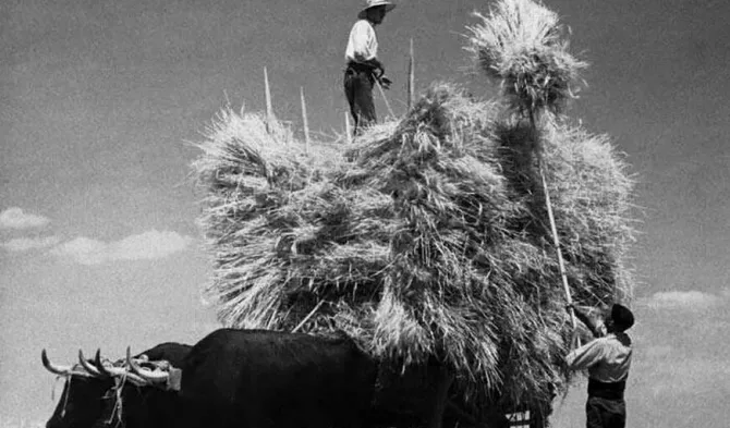 El duro trabajo de la siega en Herguijuela de Ciudad Rodrigo  