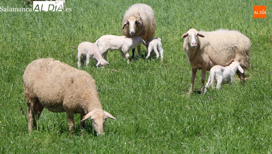 mercado de ganado y lonja de salamanca 20-12-2021