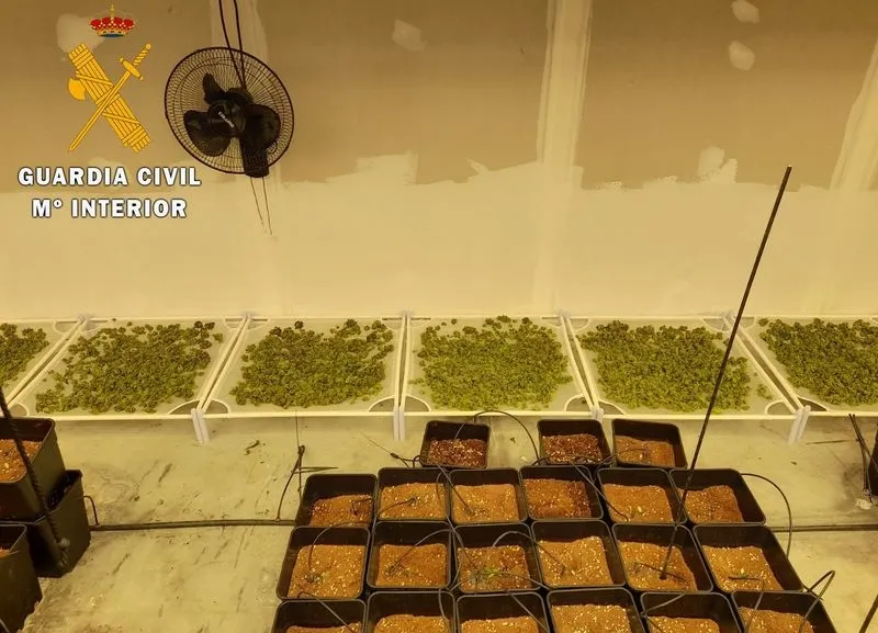 Imágenes cedidas por la Guardia Civil, tras la intervención en esta plantación de Calvarrasa de Abajo