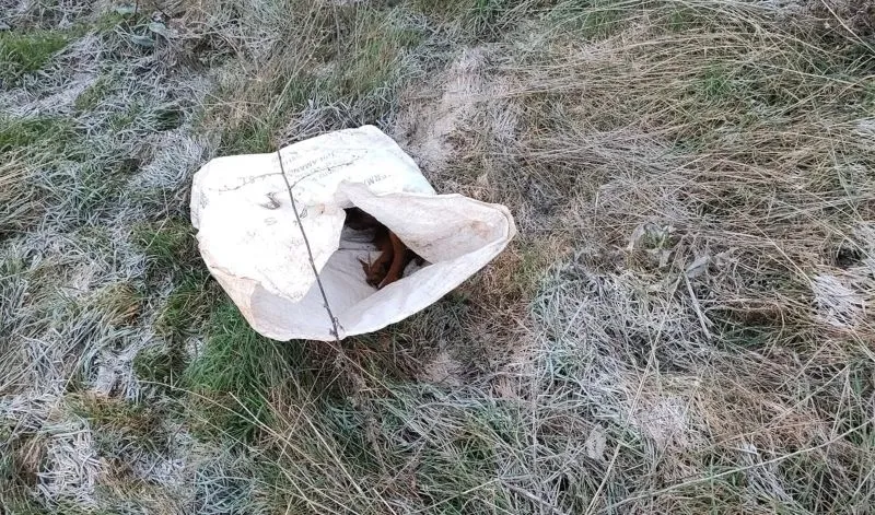 Cadáveres de los perros encontrados en 'las canteras' entre Guijuelo y Campillo de Salvatierra - VG