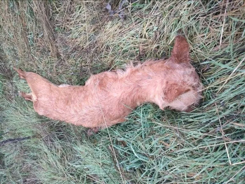 Cadáveres de los perros encontrados en 'las canteras' entre Guijuelo y Campillo de Salvatierra - VG